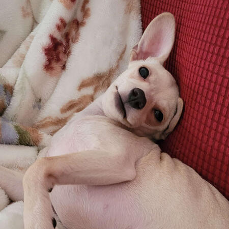 Poppy